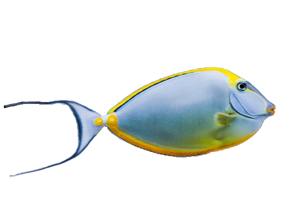 Blonde Naso XL w/ Streamers