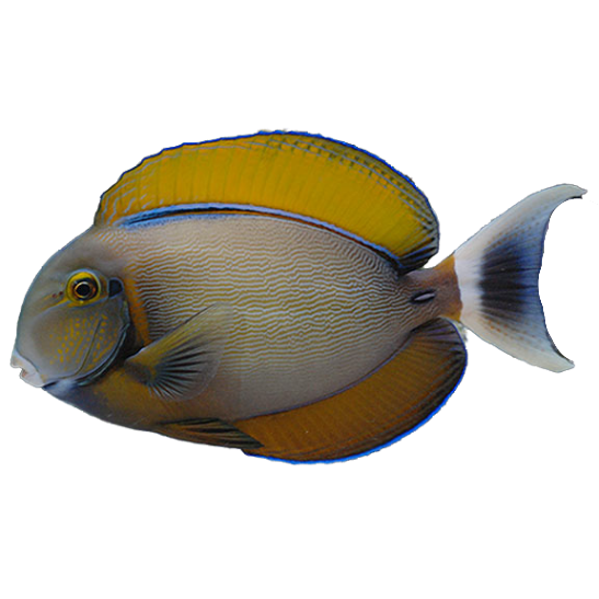 Bariene Tang M
