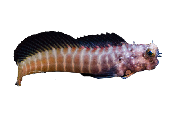Segmented Lawnmower Blenny