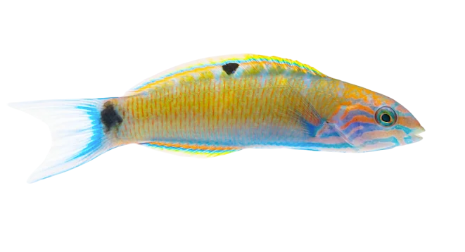 Lunar Wrasse - Juvi M