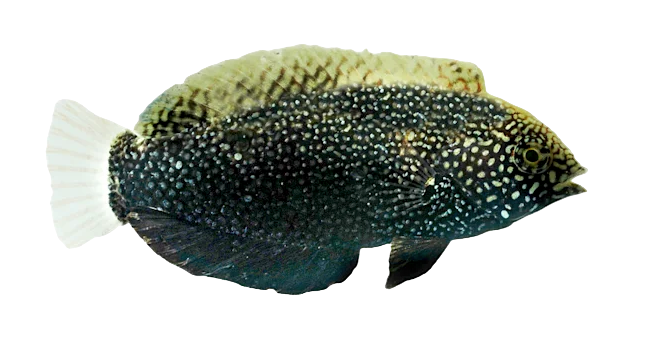 Black Leopard Wrasse Female