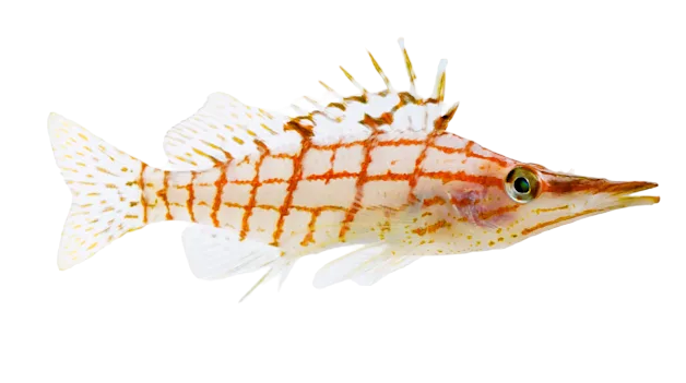 Long Nose Hawkfish M