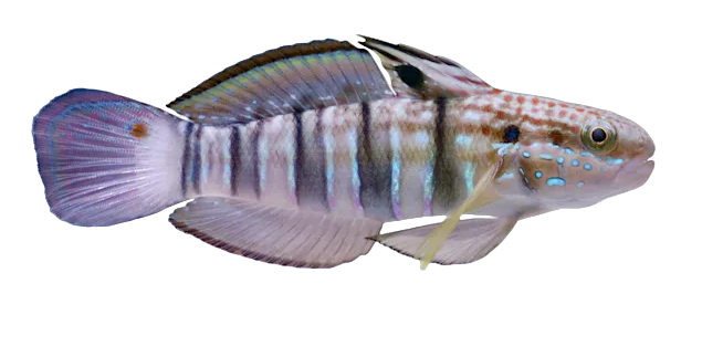 Bullet Goby S