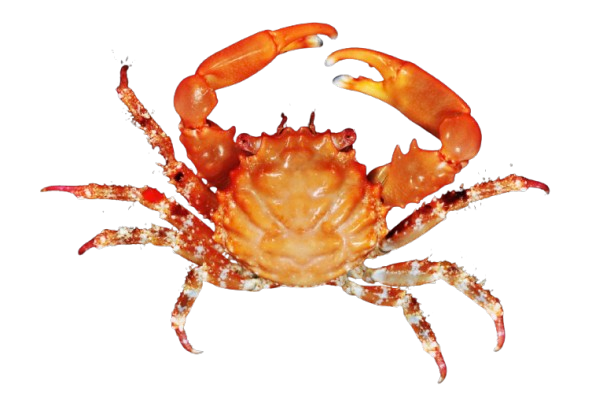 Red Emerald Crabs