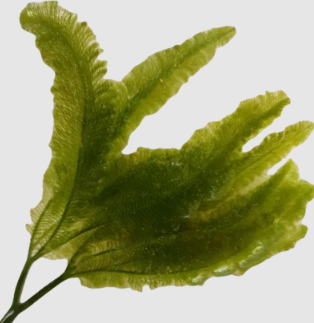 Spend > $1000 Special