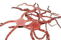 Serpent - Red Banded