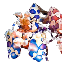 Harlequin Shrimp SHOW