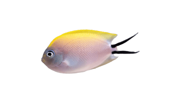 Spotbreast Lyretail Angel Female ML