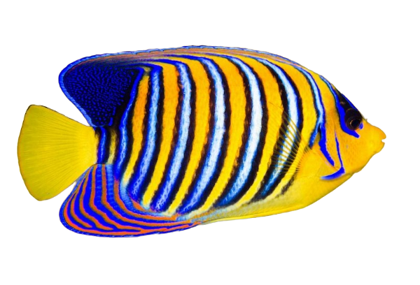 Captive Bred Regal Angel FUNKY BARS