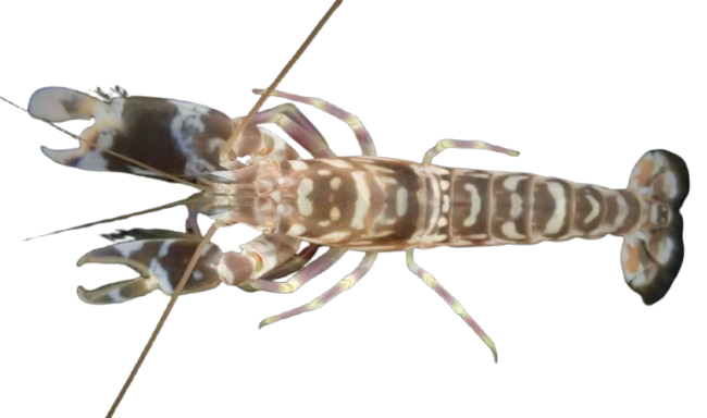 Tiger Pistol Shrimp SM