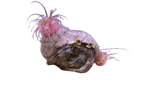 Hermit Crab With Anemone on its back