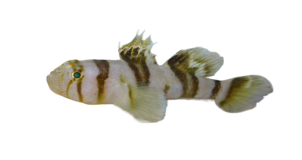 Black Barred Convict Goby