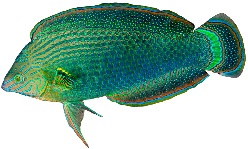 Dusky Wrasse