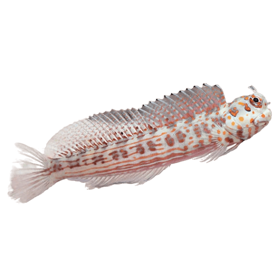 Orangespot Blenny L