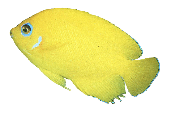 Captive Bred Lemonpeel Angel