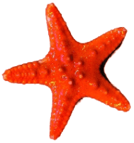 Chocolate Chip Star - Pure Red