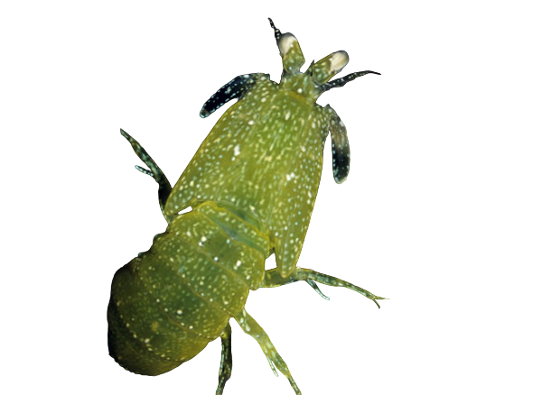 Dwarf Green Mantis Shrimp