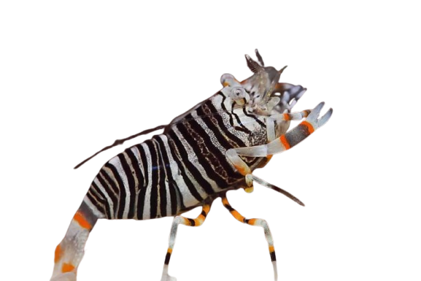 Bumble Bee Pistol Shrimp