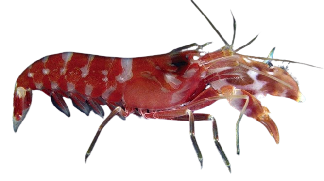 Tricolor Snapping Shrimp