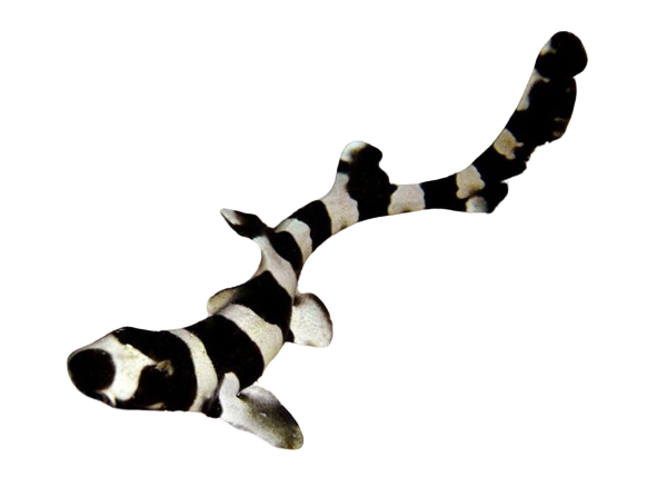 Banded Cat Shark M