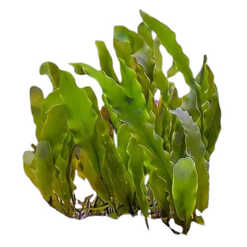 Seagrass Caulerpa