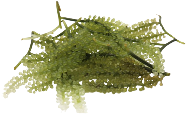 Grape Caulerpa Colony