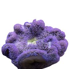 Carpet - Purple