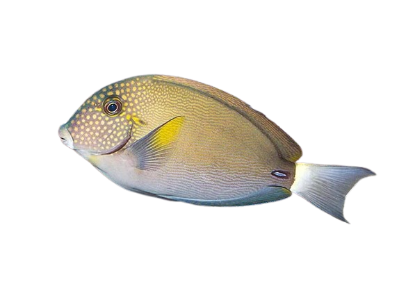 Freckled Tang M