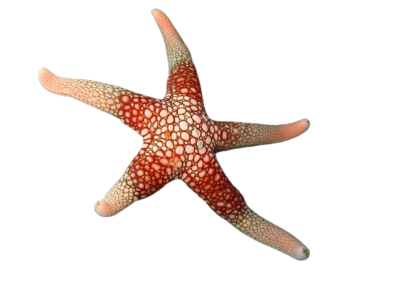 Yellow Mesh Starfish