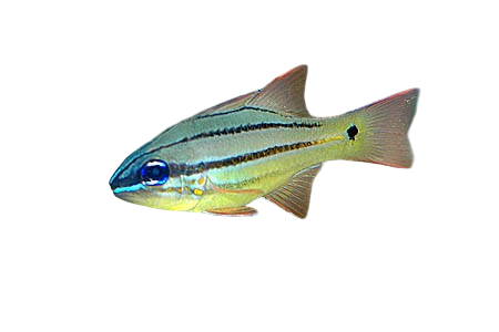 Spotted Gill Cardinal