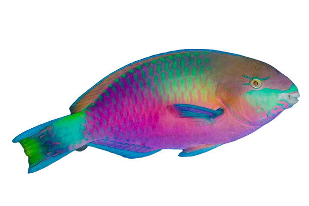 Reef Safe Parrotfish L