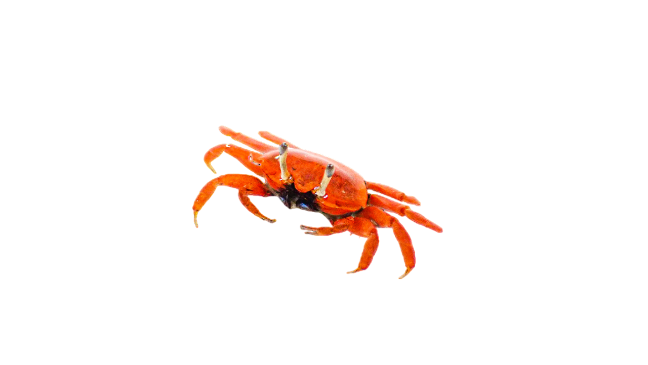 Red Burrowing Crab