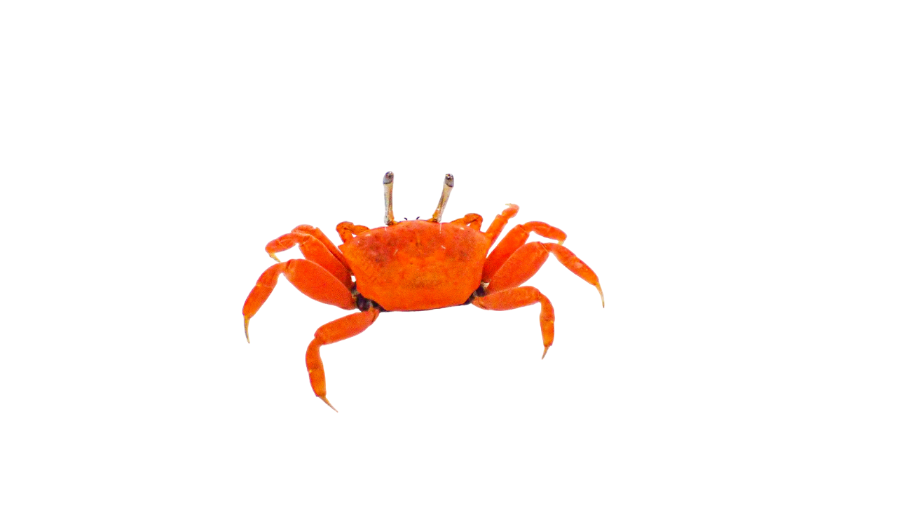 Red Burrowing Crab