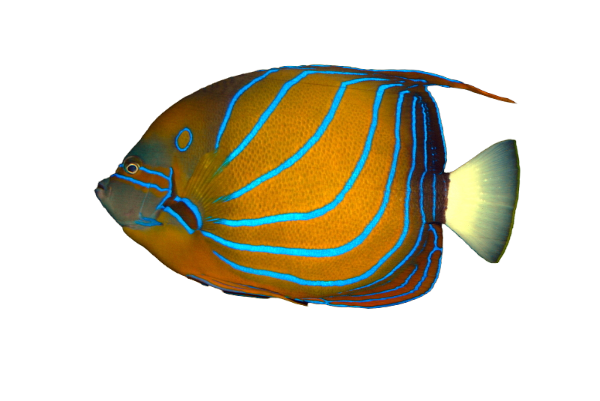 Annularis Angel Adult ML