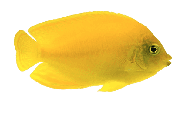 Yellow Angel S
