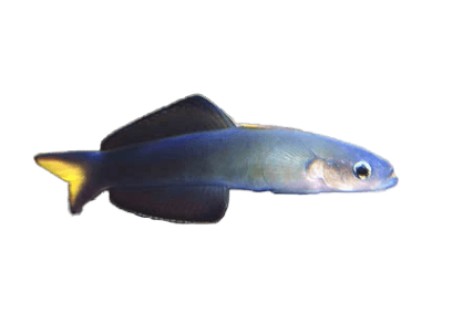 Blacktail Dartfish