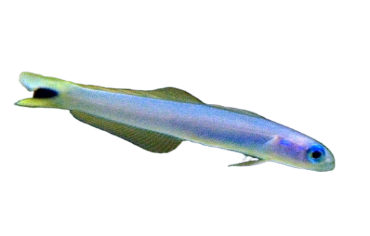 Blacktail Dartfish