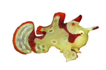 Warty Frogfish - Yellow and Red