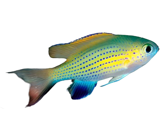 Vanderbuilt Chromis