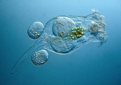 Rotifer Culture