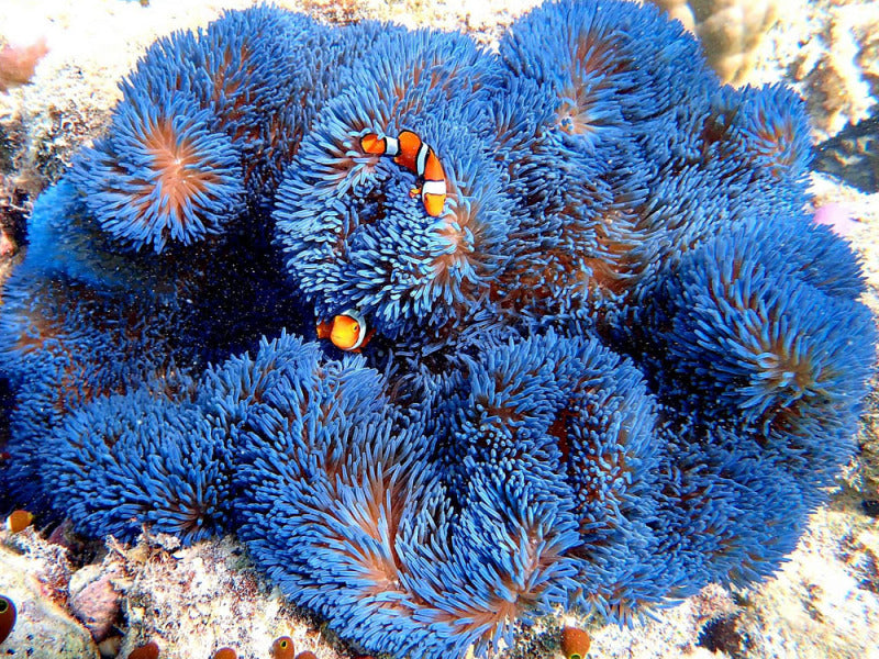 Blue Gigantea Carpet Anemone
