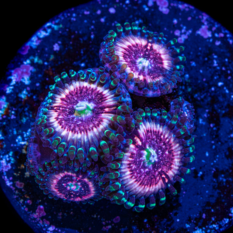 Pink Zipper Zoa Frag