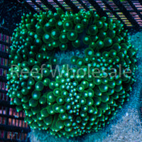 BTA - Green M w/ White Tip