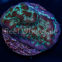 True Undata Frag