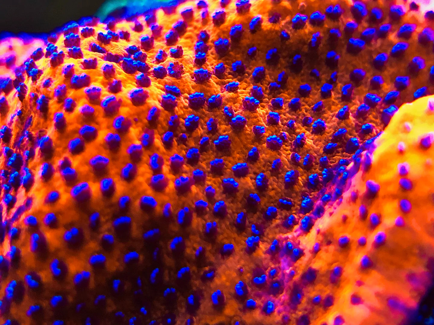 RW Cultured Mystic Monti Frag
