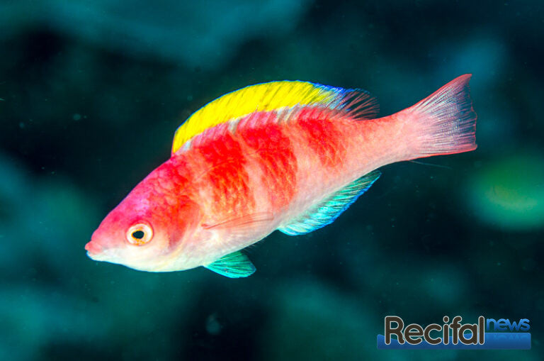 Yellowfin Fairy Wrasse