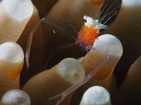 Heliofungia Shrimp