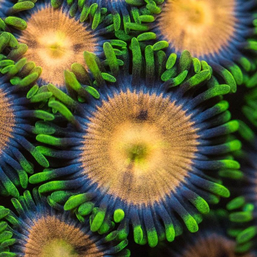 Laser lemon Zoa Frag