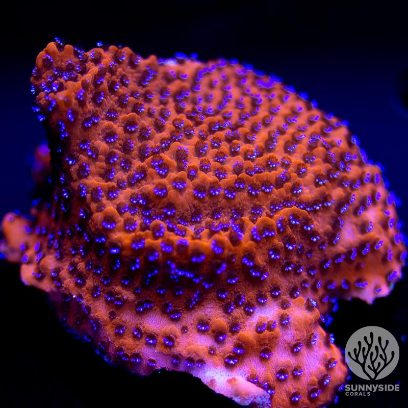 RW Cultured Mystic Monti Frag
