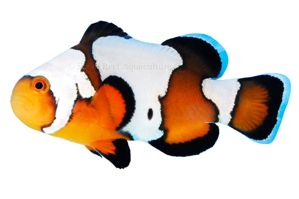 Black Ice Clownfish